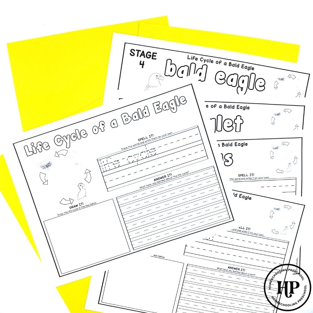 Bald Eagle Life Cycle Activity Sheets