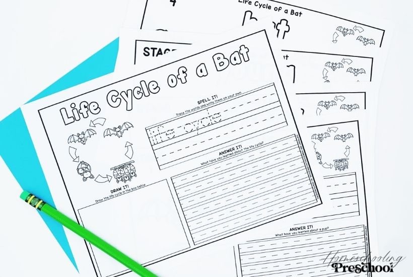 Bat Life Cycle Activity Sheets
