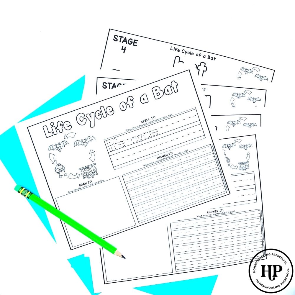 Bat Life Cycle Activity Sheets