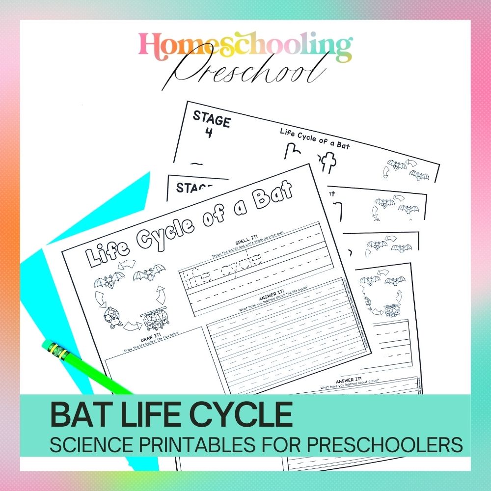 Bat Life Cycle Activity Sheets