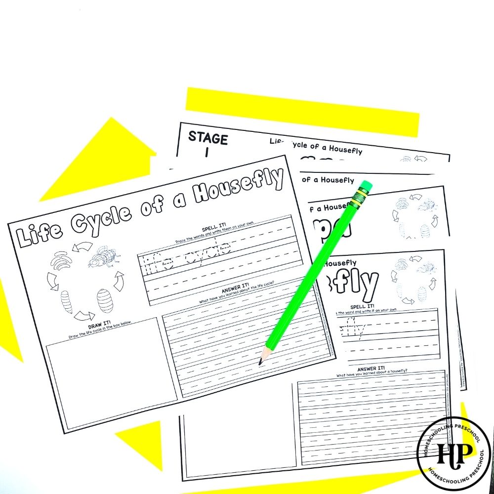 Fly Life Cycle Activity Sheets