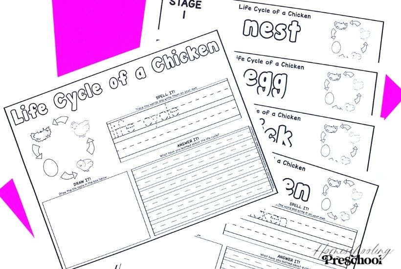 Chicken Life Cycle Activity Sheets