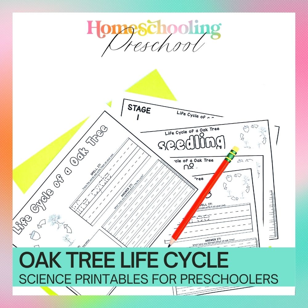 Oak Tree Life Cycle Activity Sheets