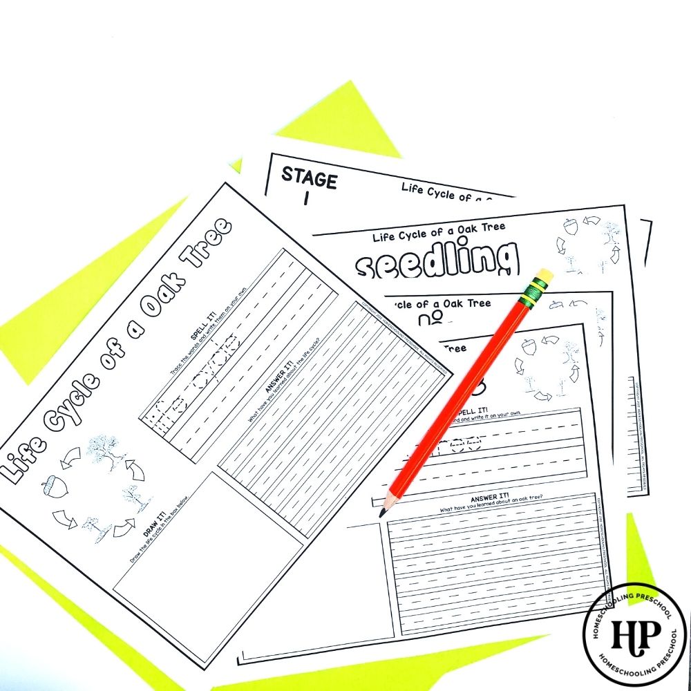 Oak Tree Life Cycle Activity Sheets