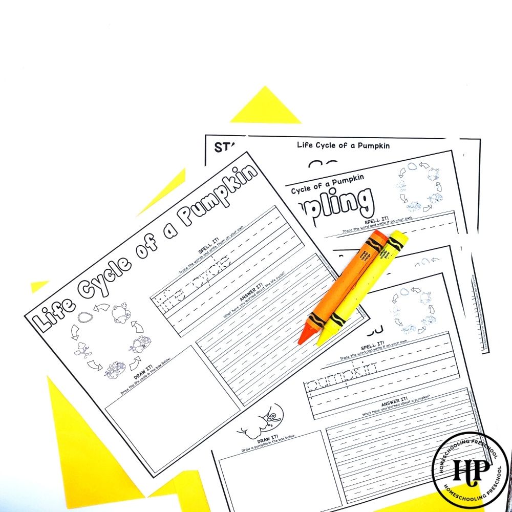 Pumpkin Life Cycle Activity Sheets