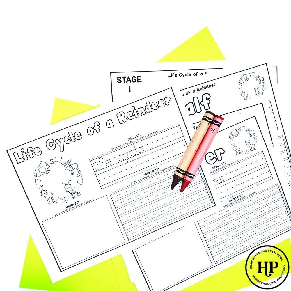 Reindeer Life Cycle Activity Sheets