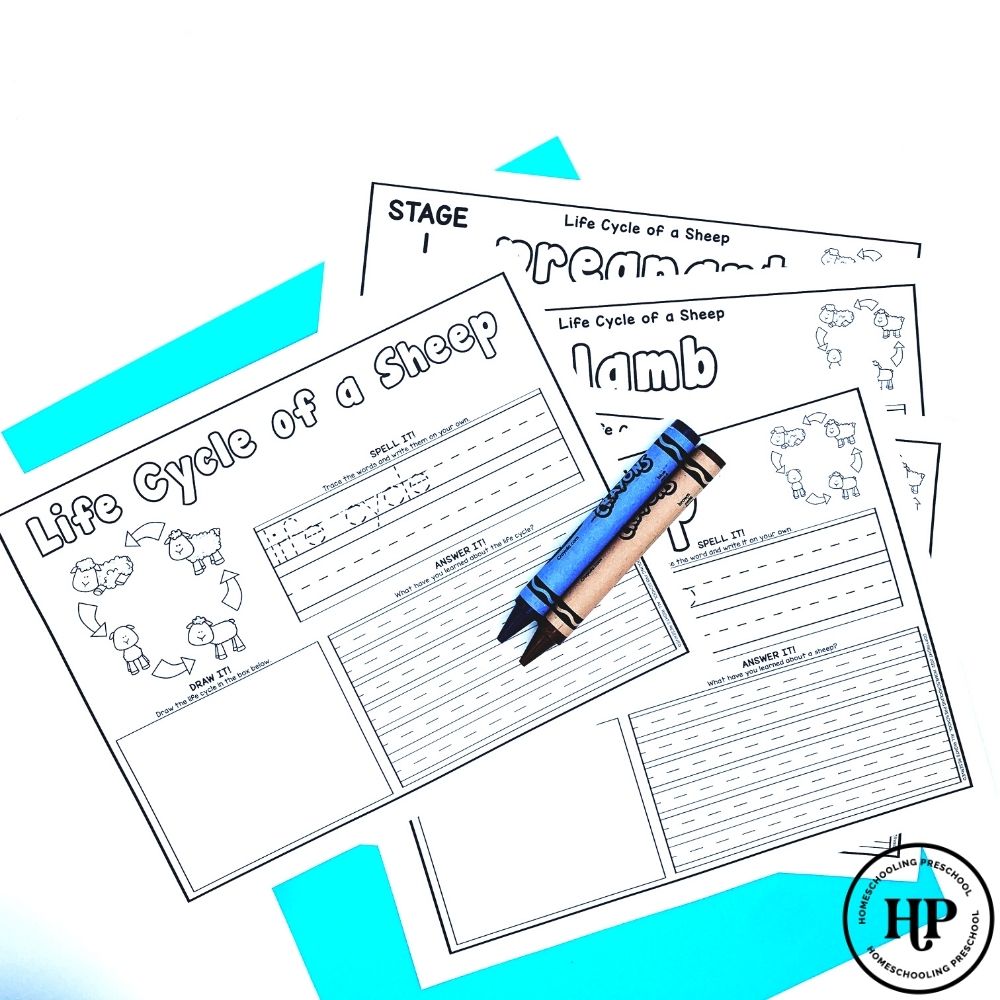 Sheep Life Cycle Activity Sheets
