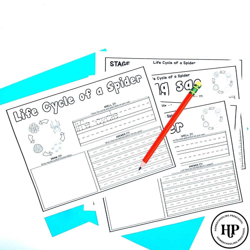 Spider Life Cycle Activity Sheets