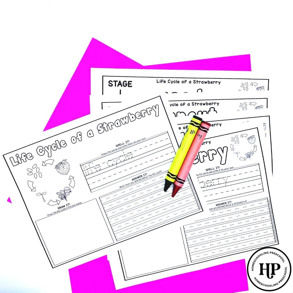 Strawberry Life Cycle Activity Sheets