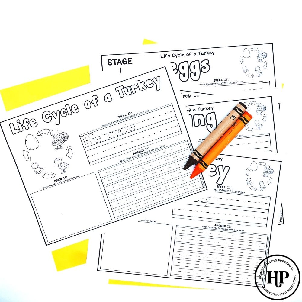 Turkey Life Cycle Activity Sheets