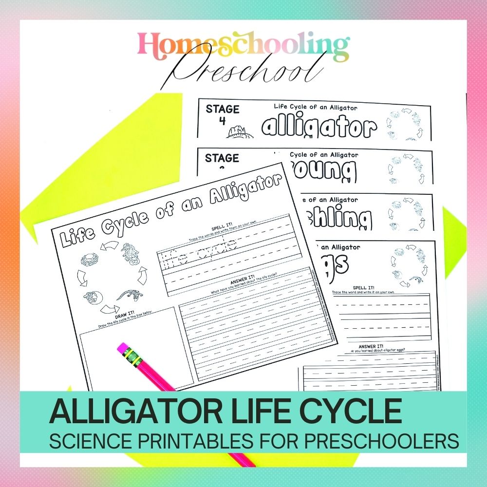 Alligator Life Cycle Activity Sheets