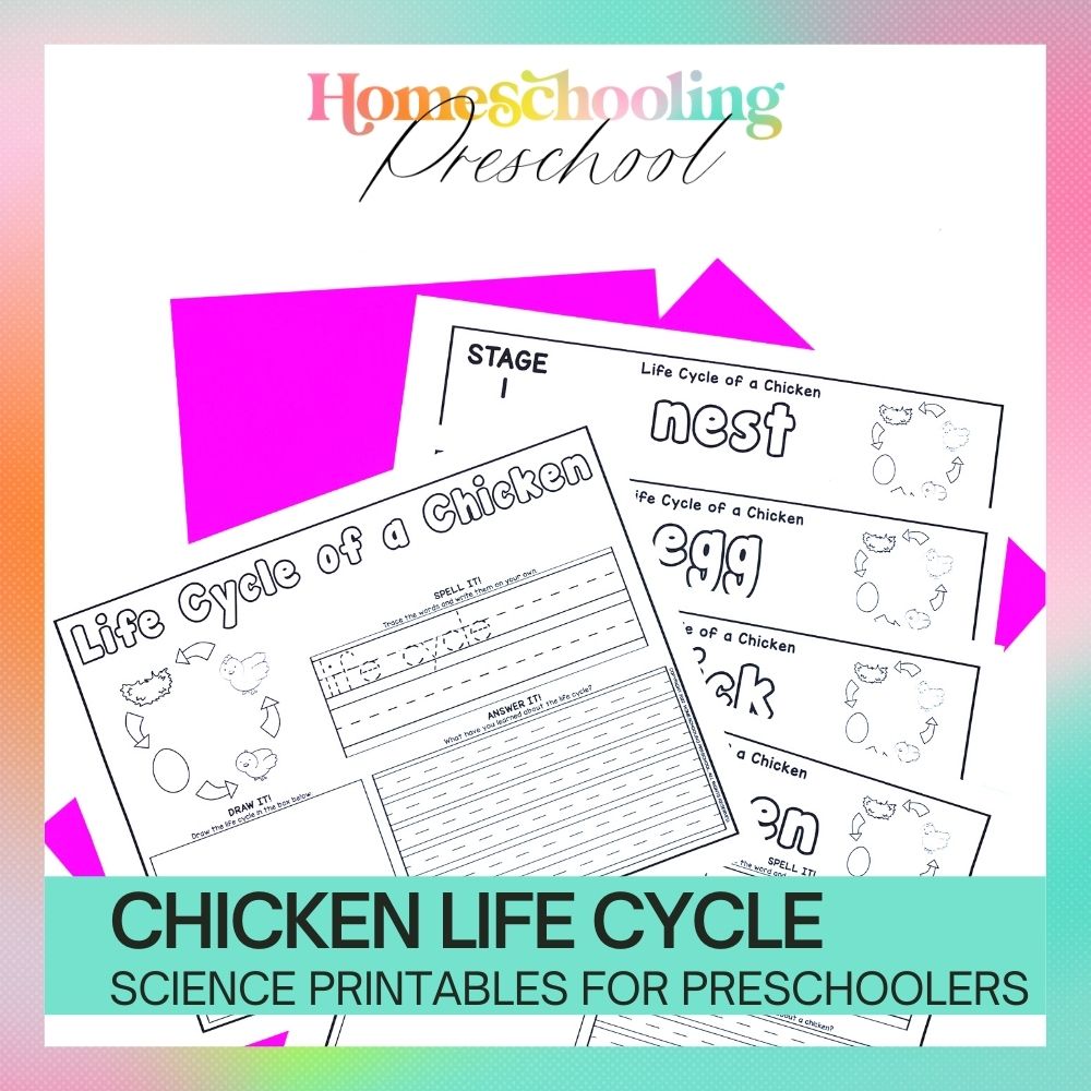 Chicken Life Cycle Activity Sheets