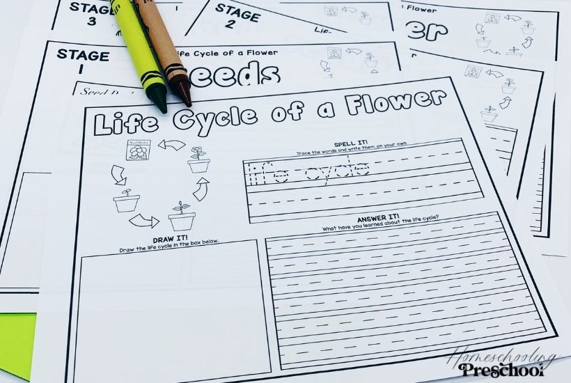 Flower Life Cycle Activity Sheets