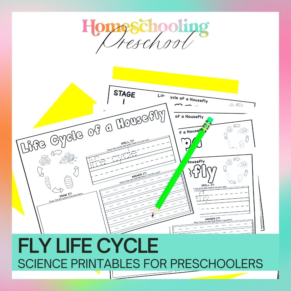 Fly Life Cycle Activity Sheets – The Sweet Dahlia