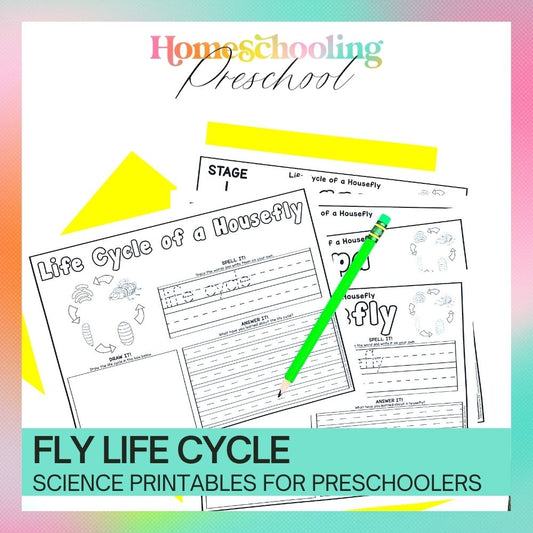 Fly Life Cycle Activity Sheets
