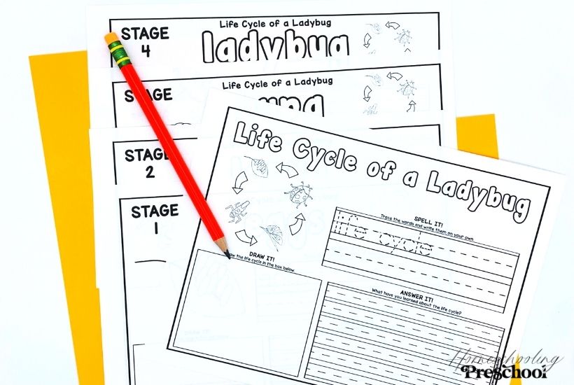 Ladybug Life Cycle Activity Sheets