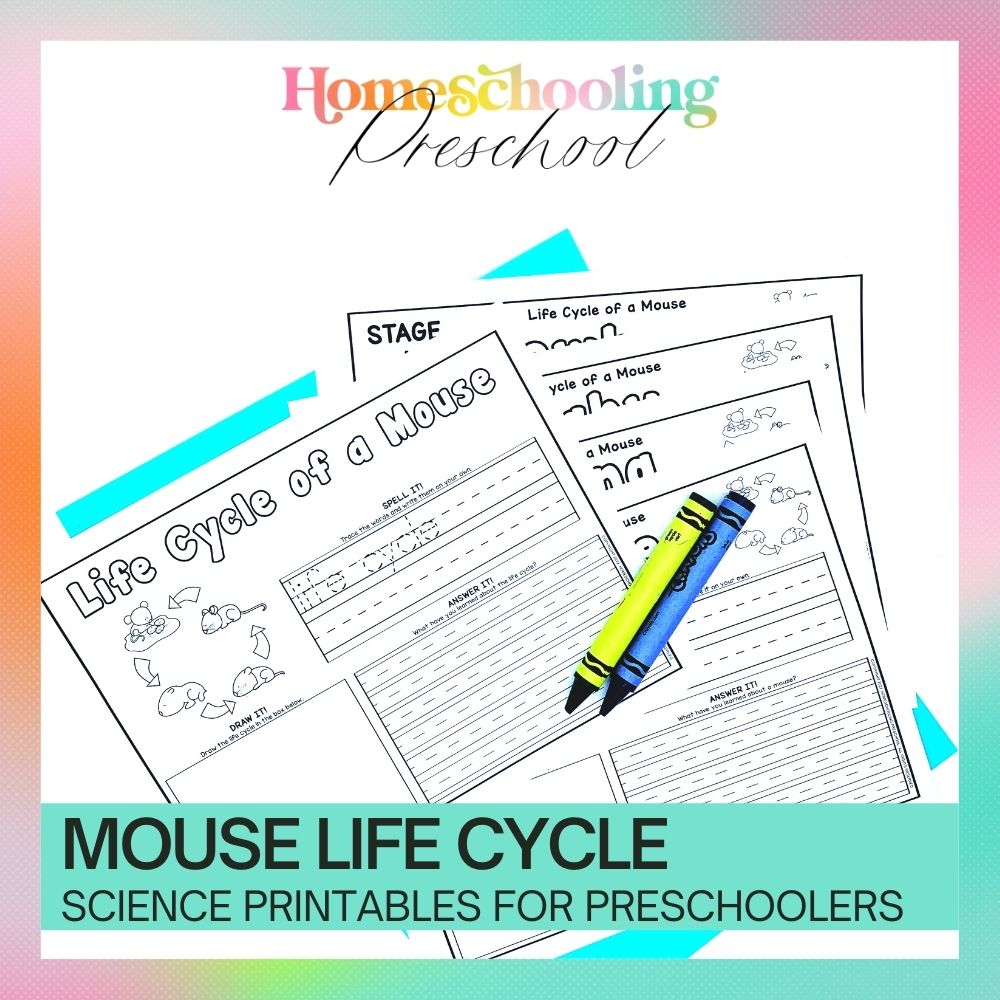 Mouse Life Cycle Activity Sheets – The Sweet Dahlia