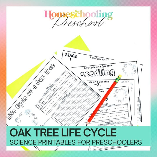 Oak Tree Life Cycle Activity Sheets