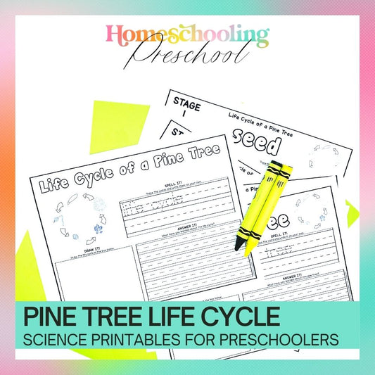 Pine Tree Life Cycle Activity Sheets