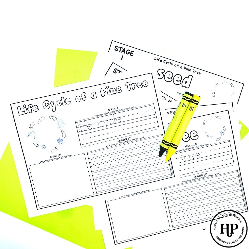 Pine Tree Life Cycle Activity Sheets The Sweet Dahlia pine-tree-life-cycle-activity-sheets-the-sweet-dahlia