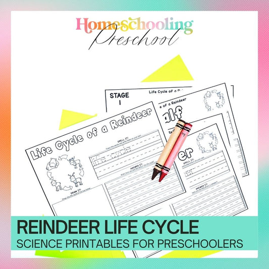 Reindeer Life Cycle Activity Sheets