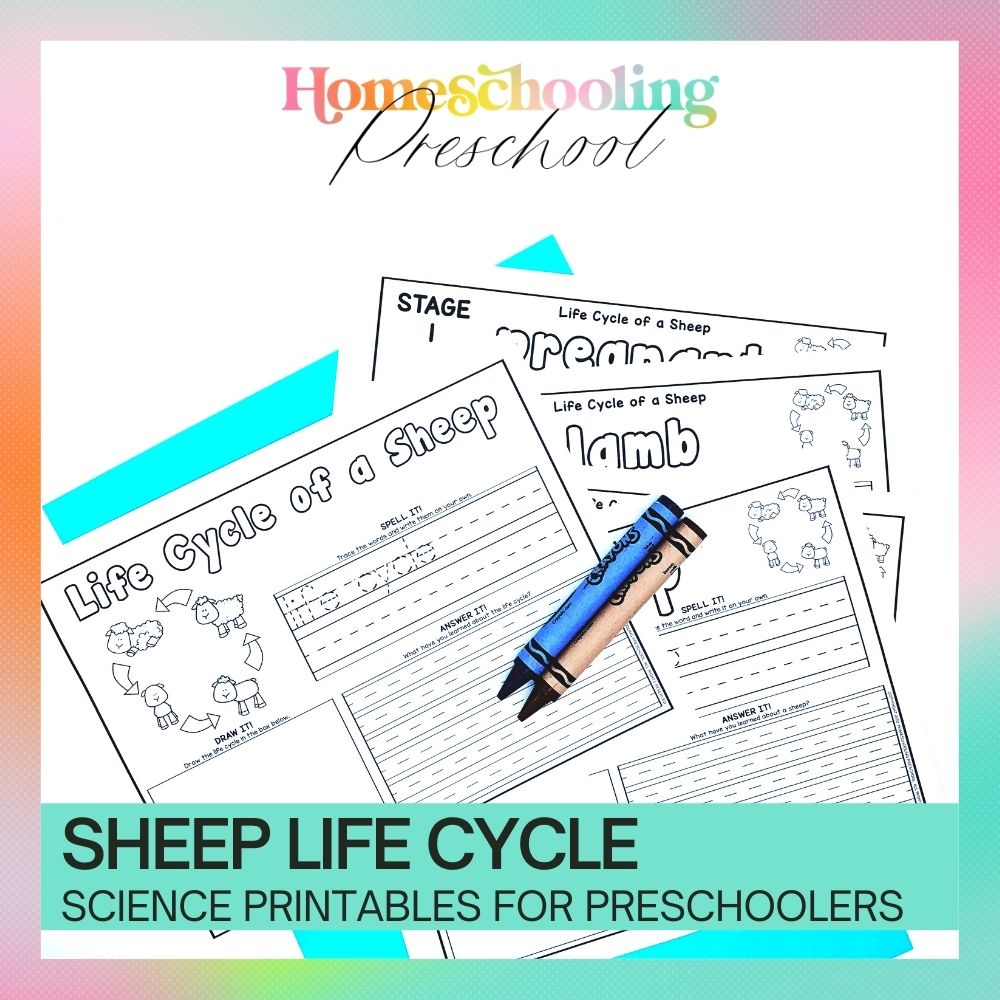 Sheep Life Cycle Activity Sheets