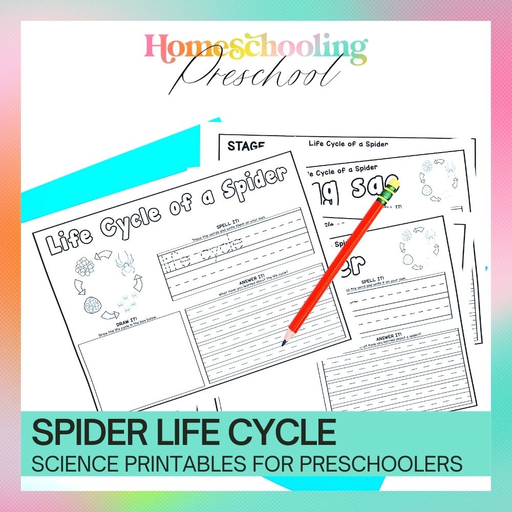 Spider Life Cycle Activity Sheets