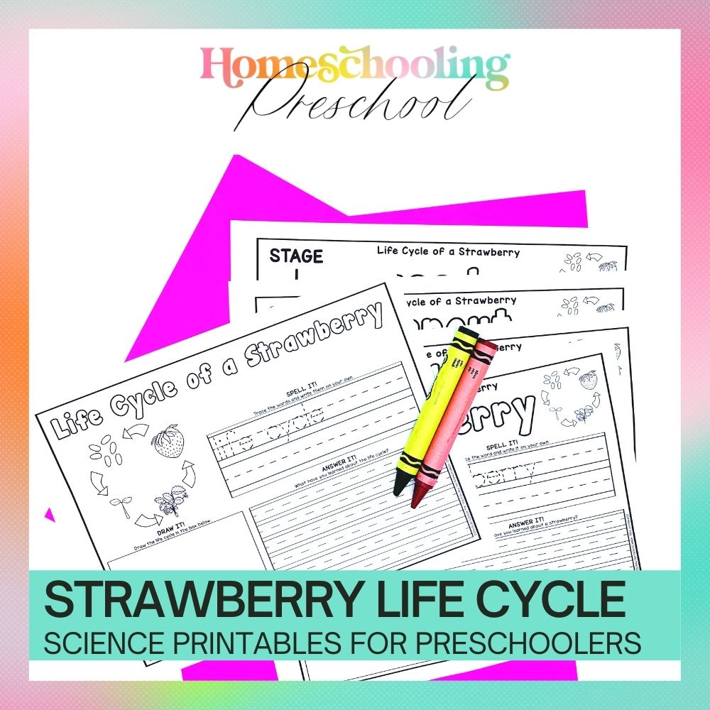 Strawberry Life Cycle Activity Sheets